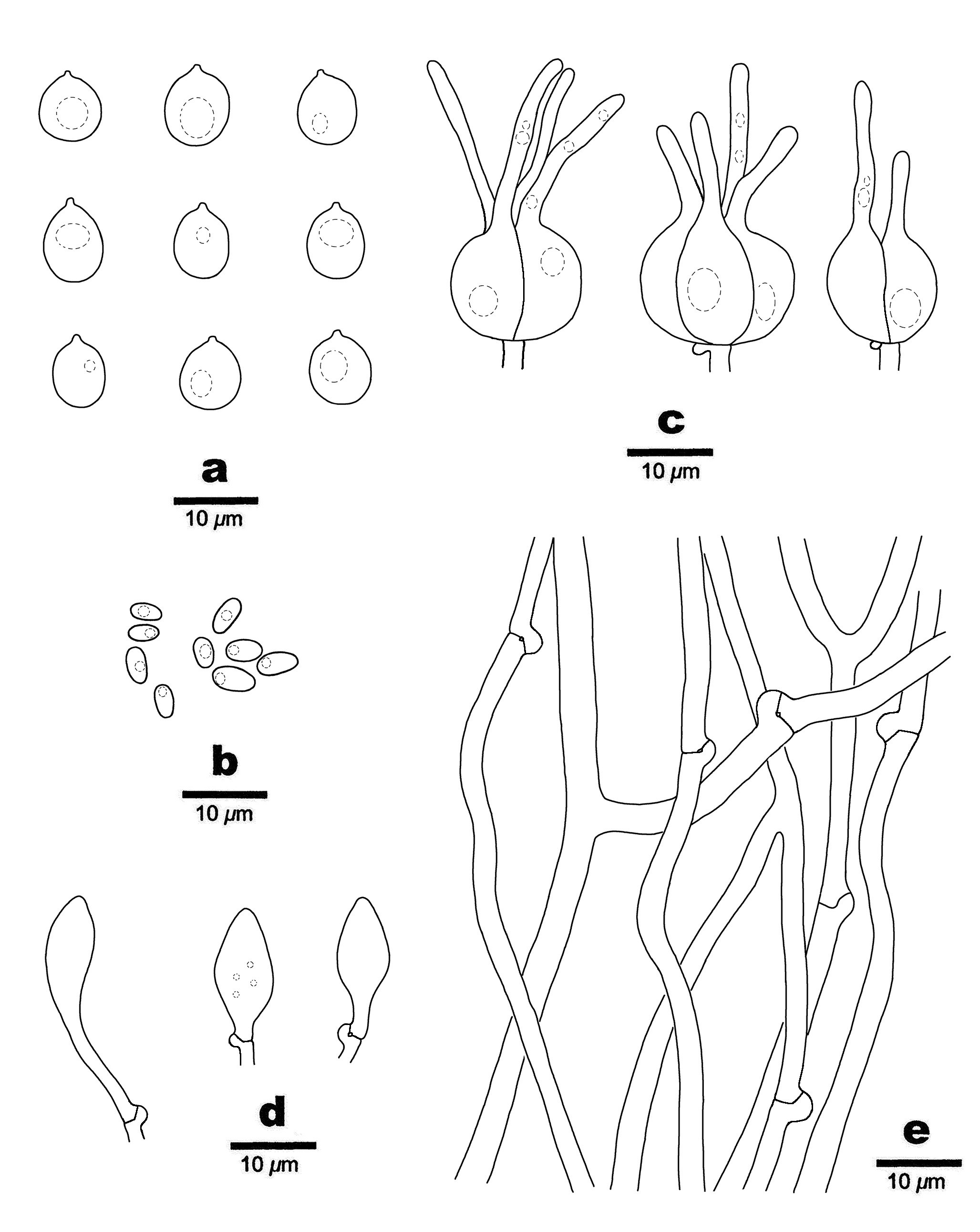 Figure 51